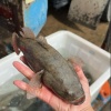 海莱鲜水产的一亩田店铺