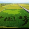 陆长文的一亩田店铺