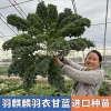 刘晓娜的一亩田店铺