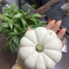 妃常农业的一亩田店铺
