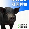 双圆种猪苗猪繁育基地的一亩田店铺