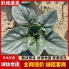 刘长明的一亩田店铺