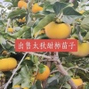 周国平的一亩田店铺