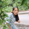 苍溪鸿运苗木的一亩田店铺