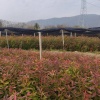 吉安佳禾果树苗木种植基地的一亩田店铺
