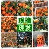 邱先付的一亩田店铺