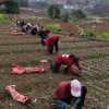 张兴喜的一亩田店铺