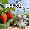 阿丰草莓平菇种植基地的一亩田店铺
