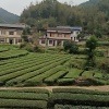 湖南省西湘龍峰茶业的一亩田店铺