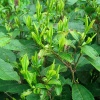 信阳浉河区柳林乡龙嘴村茶叶种植加工的一亩田店铺