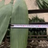 麻栗坡县天保周应祥种植基地的一亩田店铺