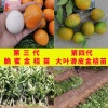 新隆苗木种植场的一亩田店铺