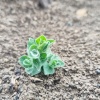 茂盛中药材的一亩田店铺