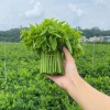 丰里农业种植基地的一亩田店铺