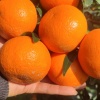 惠丰达果业的一亩田店铺