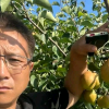 明义鲜果供应的一亩田店铺