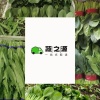 蔬之源精品叶菜产地直发的一亩田店铺