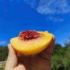戴诗奎的一亩田店铺