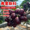 陕西扶风绿艺阳光苗木繁育的一亩田店铺