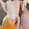 大表鸽生鲜批发的一亩田店铺