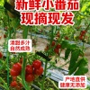 陈艳男的一亩田店铺