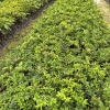 广州增城民达苗木种植基地的一亩田店铺
