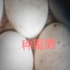 单悌辉的一亩田店铺
