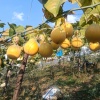云南省临沧市镇康县忙丙乡乌木山头寨热情果种植基地的一亩田店铺