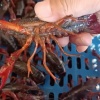 牛牛家的小龙虾的一亩田店铺