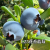 洪斌的一亩田店铺