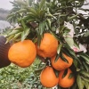 周友的一亩田店铺