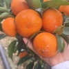 悦悦鲜果的一亩田店铺