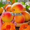 徐爽的一亩田店铺