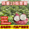 豫鑫红薯苗机地的一亩田店铺