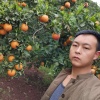 湖北秭归余锐伦晚脐橙种植的一亩田店铺