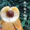 朱建华的一亩田店铺