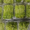 田小禾豌豆苗的一亩田店铺