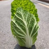 汐润蔬菜的一亩田店铺