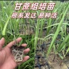 粤翠粤恬甘蔗种苗的一亩田店铺