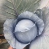 福润绿色果蔬的一亩田店铺
