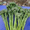 壮欢甜杆西蓝苔基地的一亩田店铺