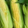 豫东扶沟鲜食玉米代办的一亩田店铺