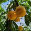 夏县禹王镇阿坤水果种植的一亩田店铺