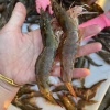 林生海水产批发店的一亩田店铺