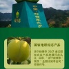 六马丽伟蜂糖李种植基地的一亩田店铺