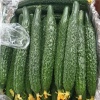 常月能蔬菜代收代发的一亩田店铺