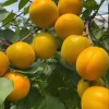 薯当家供应链的一亩田店铺