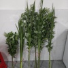小颜鲜艾草批发的一亩田店铺