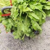 志元蔬菜雪里蕻代办代发的一亩田店铺