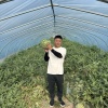 庆贺水果代办代发供应的一亩田店铺